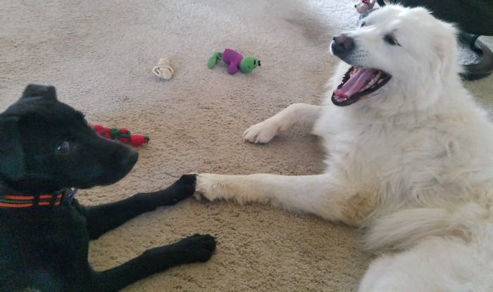 Rocky and Annie lying next to each other touching paws in a photo you couldn't script
