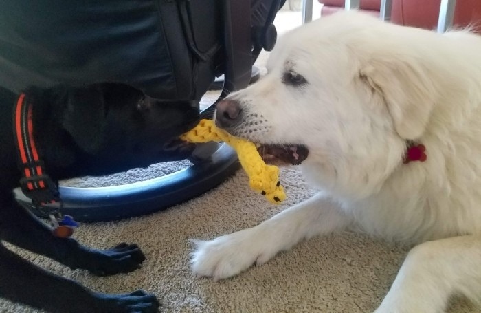 Rocky and Annie playing tug of war with a toy Annie could tear to shreds in seconds