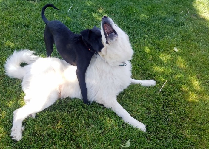 Rocky jumping on Annie's back from behind in the yard in a sneak attack as Annie flies her head back as her retaliation begins