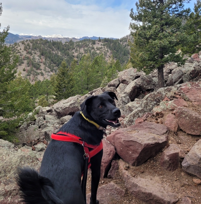 Rocky looking back at the camera and smiling with a gorgeous mountain view behind him
