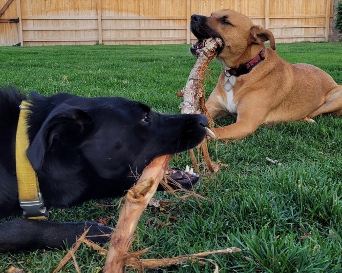 A huge branch fell off the tree and Rocky is in the foreground chewing on one end with Pippin in the background chewing on the other