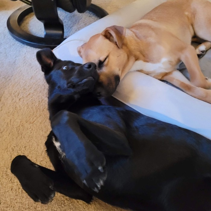 Pippin lying in the dog bed with Rocky right next to it on his back with his legs up and head back towards Pippin, as Pippin nuzzles his head on Rocky's neck