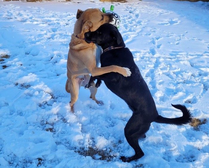 Rocky and Pipping on their hind legs wrestling each other for control of a soccer ball designed for dogs