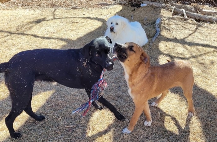 Rocky (black dog) playing tug of war with Pippin (brown dog) with Annie (white dog) in the background