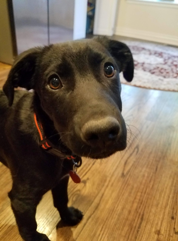 Close up of Rocky and his incredible eyes 
