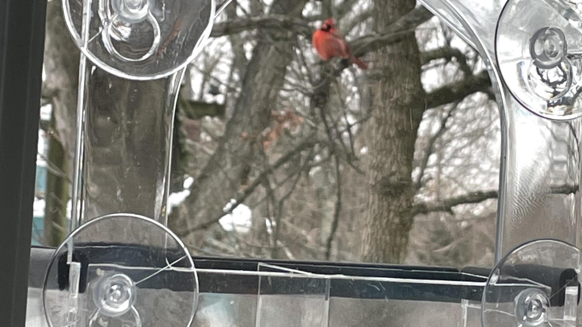 Winter Birds at My Office Window Feeder, Ranked