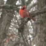 Winter Birds at My Office Window Feeder, Ranked