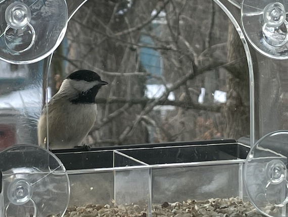 A carolina chickadee perches on a feeder outside a window