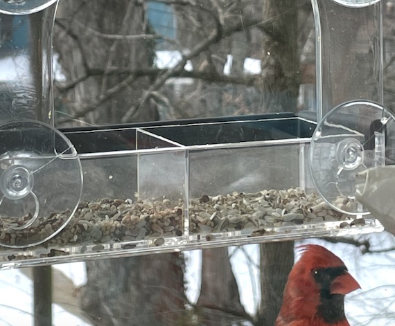 A northern cardinal pokes his head up over a window sill, but below the feeder