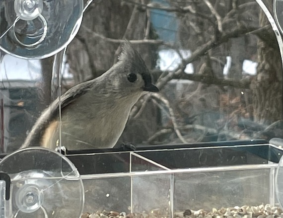 A tufted titmouse sits on a feeder