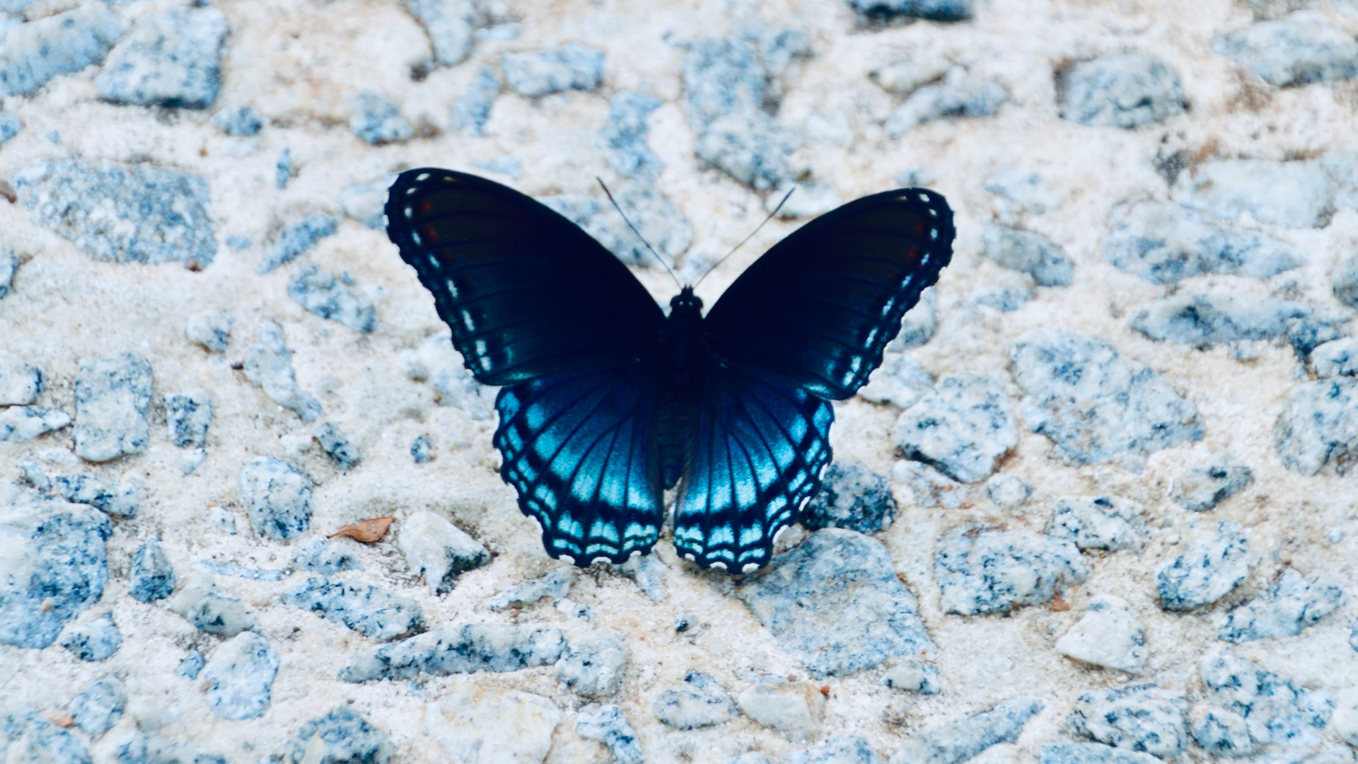 The Butterflies Are Disappearing