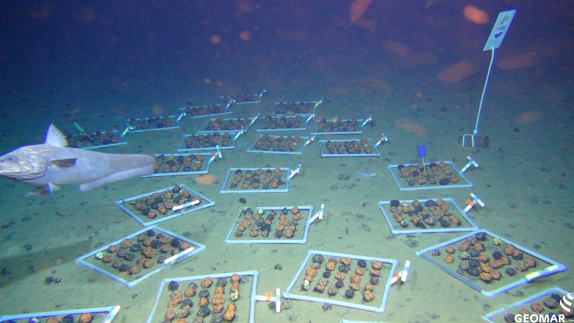 NOAA Will Help Rip Up the Deep Sea Floor