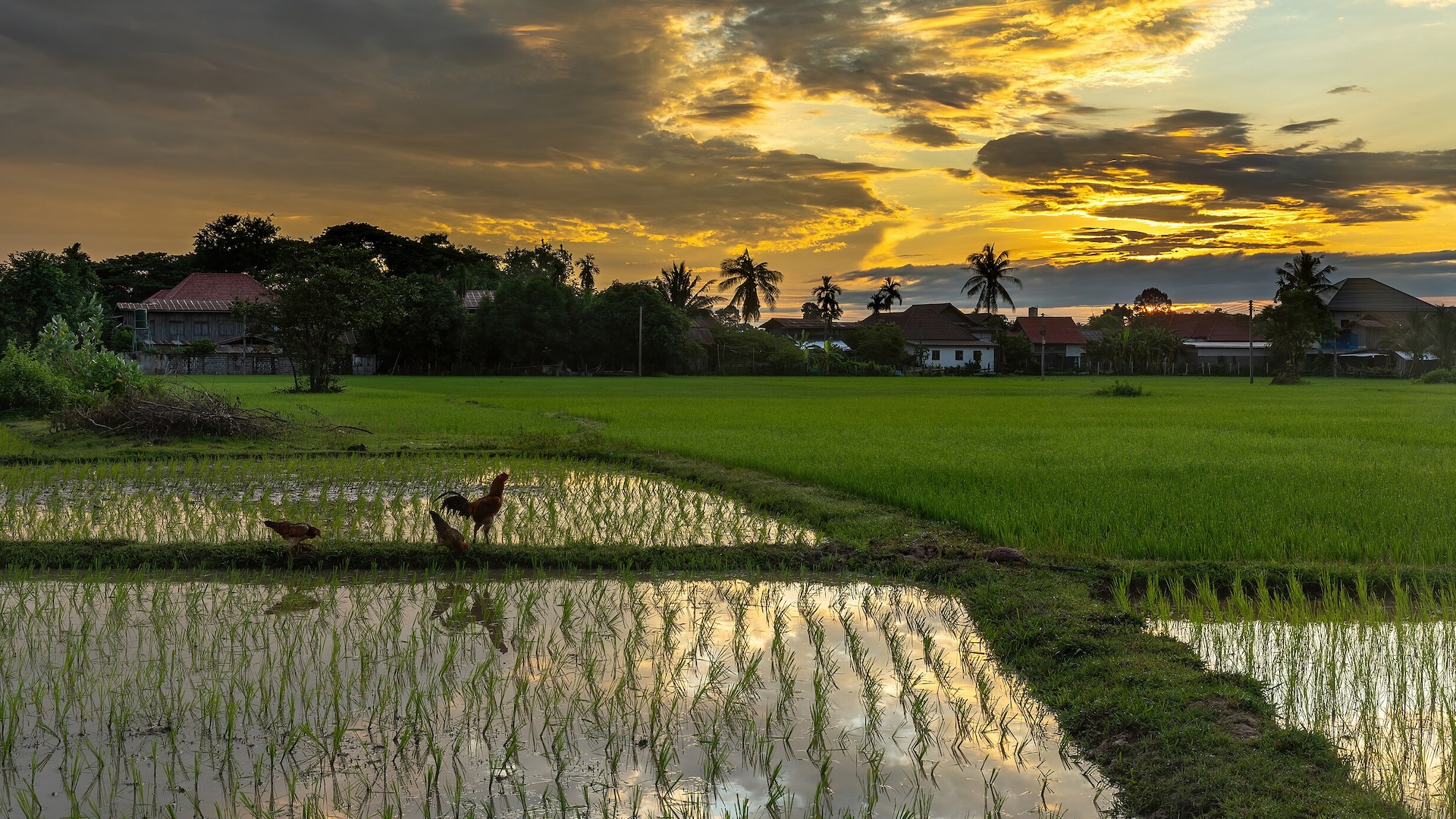 Arsenic and Old Rice: Climate Change Will Make Staple Food More Dangerous