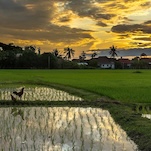 Arsenic and Old Rice: Climate Change Will Make Staple Food More Dangerous
