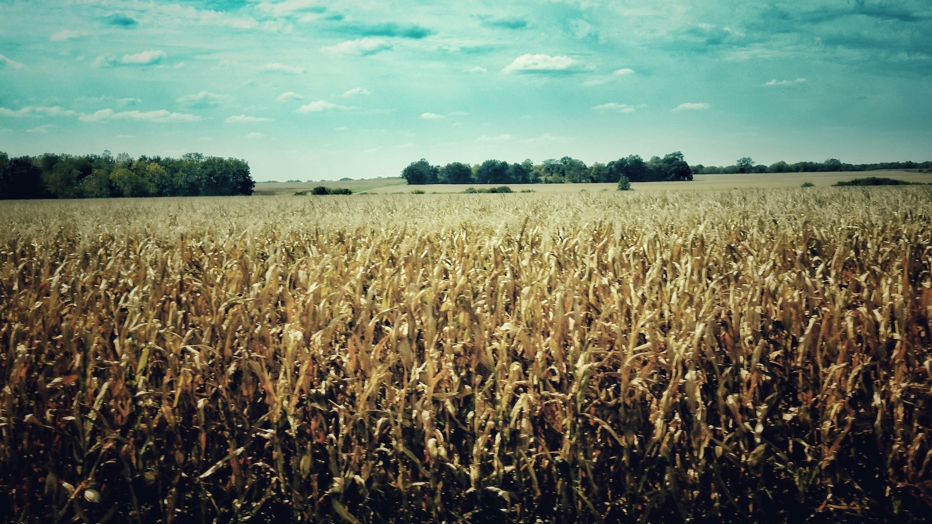 Climate Change Is Coming for Our Crops