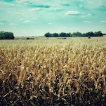 Climate Change Is Coming for Our Crops