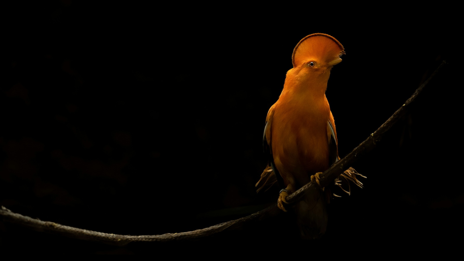 Climate Change Has Laid Waste to Tropical Bird Populations: Study