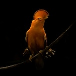 Climate Change Has Laid Waste to Tropical Bird Populations: Study