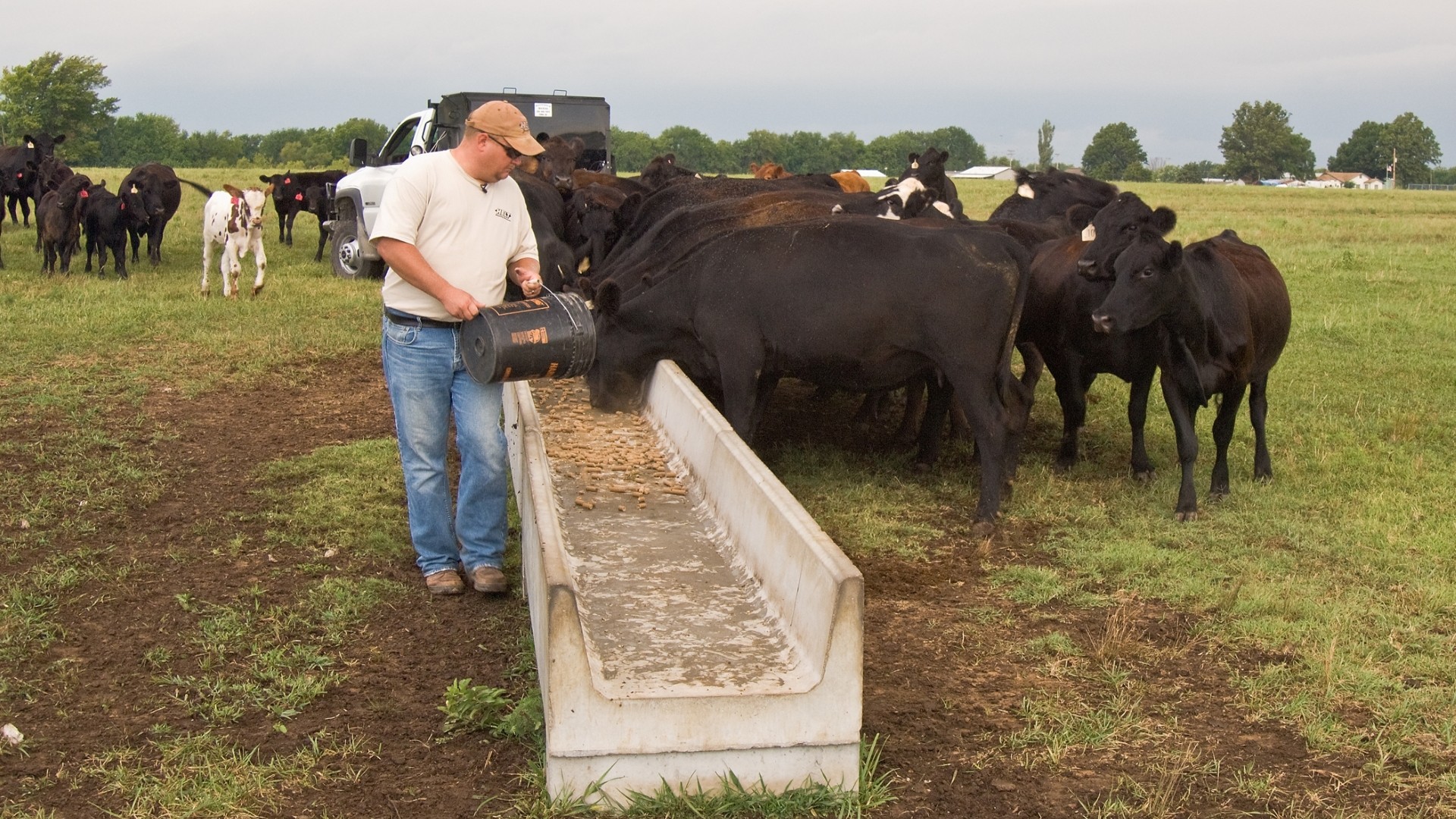 Trump Attacks American Ranchers in More Ways Than One