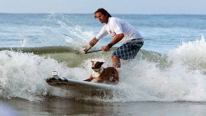 Adorable Video of Dogs Surfing