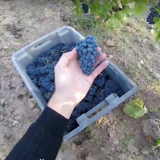 Grape to Glass: This is How Sustainable Wine Is Harvested