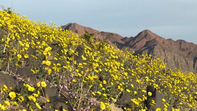 Life Is Blooming In Death Valley