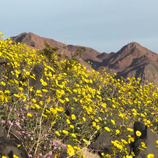 Life Is Blooming In Death Valley