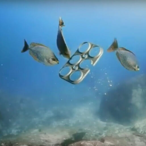 New Edible Six Pack Rings Could Save Sea Life