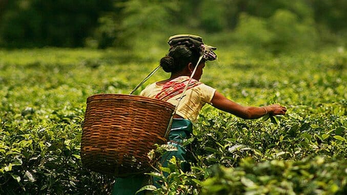 The Future of India’s Tea Looks Good