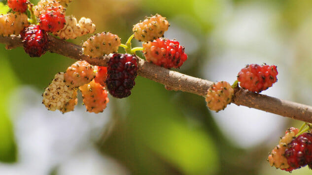 Remember the Summer Mulberry, Red or White