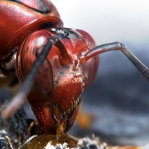 From Alabama to Colombia: Big-Ass Ants Don't Taste Like Chicken