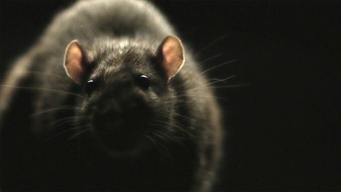 Their First Horror: Morgan Spurlock and Jeremy Chilnick’s RATS