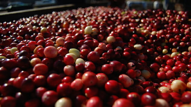 A Day in the Life of the Cranberry Harvest