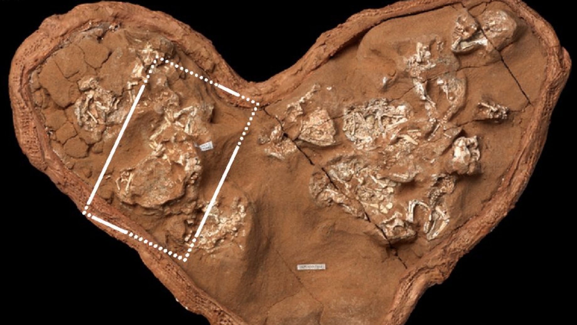 New Dino Research Complicates Previous Beliefs