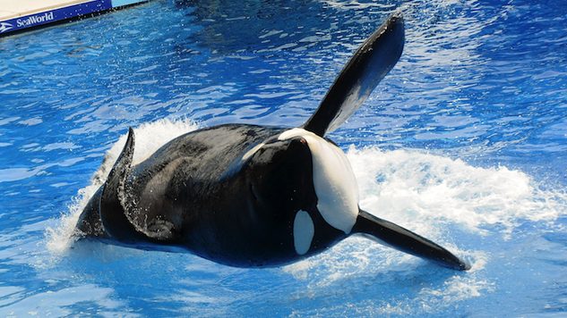 SeaWorld Orca and Blackfish Inspiration Tilikum Dies