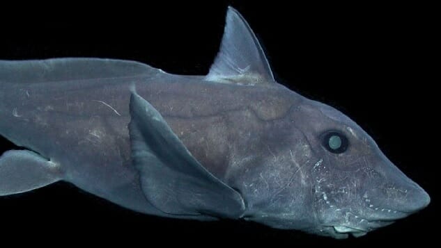 Ghost Shark Prompts Questions About Deep Sea Exploration