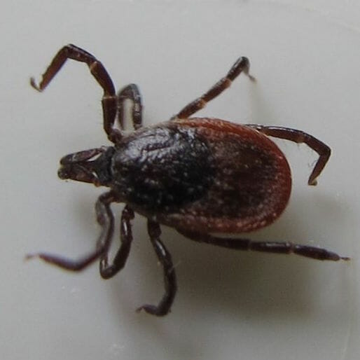 Lyme Disease Has Been Discovered in 9 National Parks
