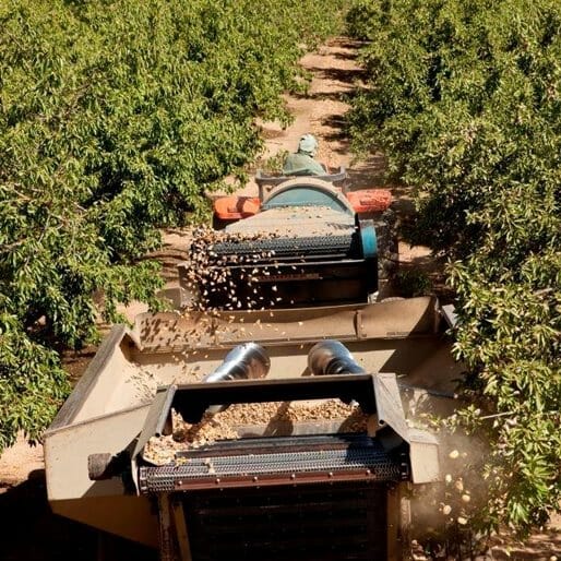 The Billion-Dollar California Almond Industry's Blossoming Future