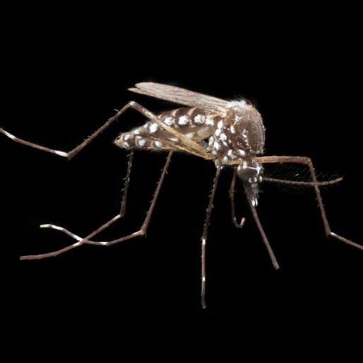 Warming Signs: Climate Change Means More Mosquito-borne Illnesses Like Zika