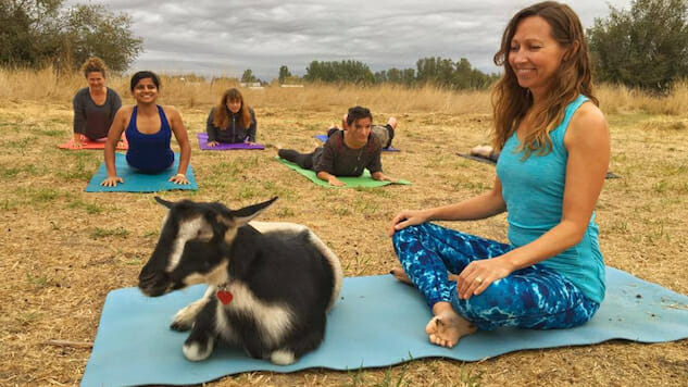 Goat Yoga: A Happy Distraction