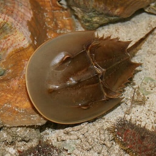 Horseshoe Crabs: Ancient Creatures Helping to Keep Us Safe