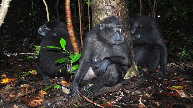 Crested Black Macaque Numbers Threatened