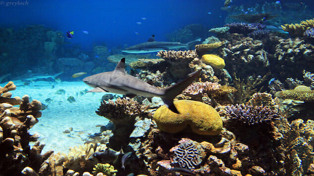 The Decline of Reef Predators Could Mean Disaster For Reefs