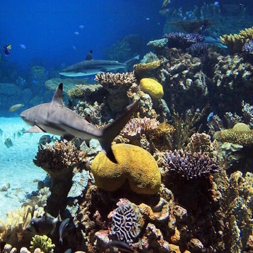The Decline of Reef Predators Could Mean Disaster For Reefs