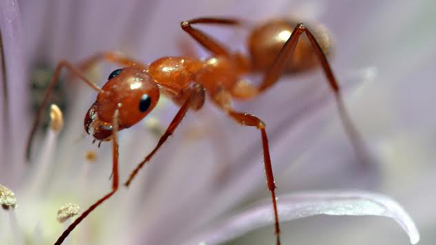 Even Ants Have a Work-Life Balance. Shouldn’t We?