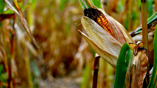 Genetic Change Could Save Tons of Corn
