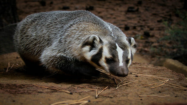 Weird Science: Sexual Afterglow Lasts Over 48 Hours and A Badger Buries A Cow