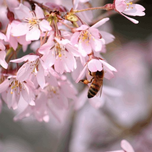 How to Bring Bees and Other Beneficial Insects into Your Garden
