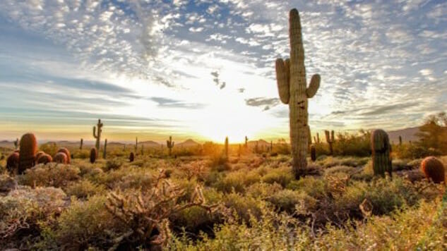 Off The Grid: 5 Reasons to Visit Phoenix’s Sunny Wilderness