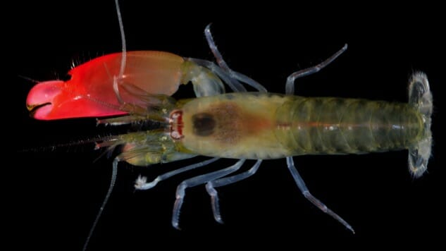 Pink Floyd Shrimp Kills Enemies With 210-Decibel Sound